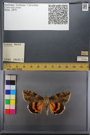 Media type: image;   Entomology 747557